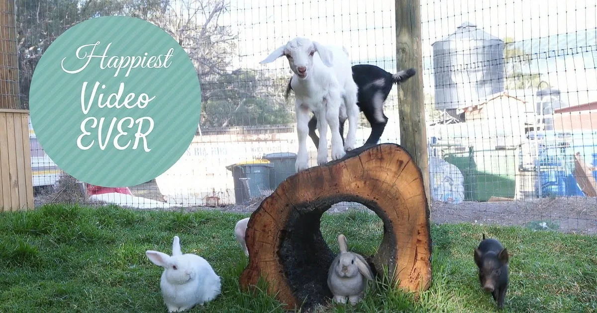 This Baby Goat Was Rescued From a Horrible Life