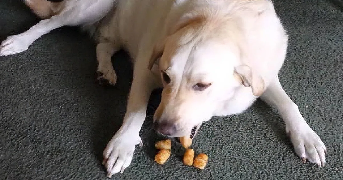 A white dog lies on a carpet, looking at a pile of dog treats scattered on the floor.