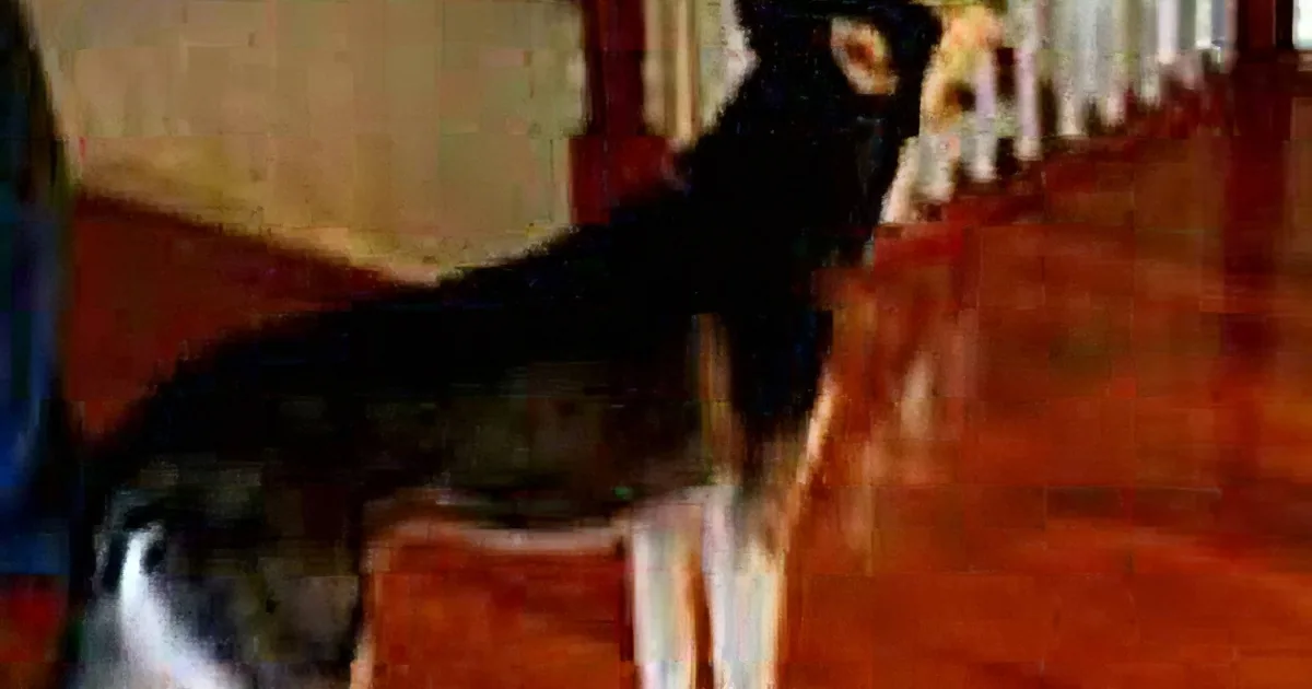 A black and white cat is sitting on a wooden staircase, looking up.