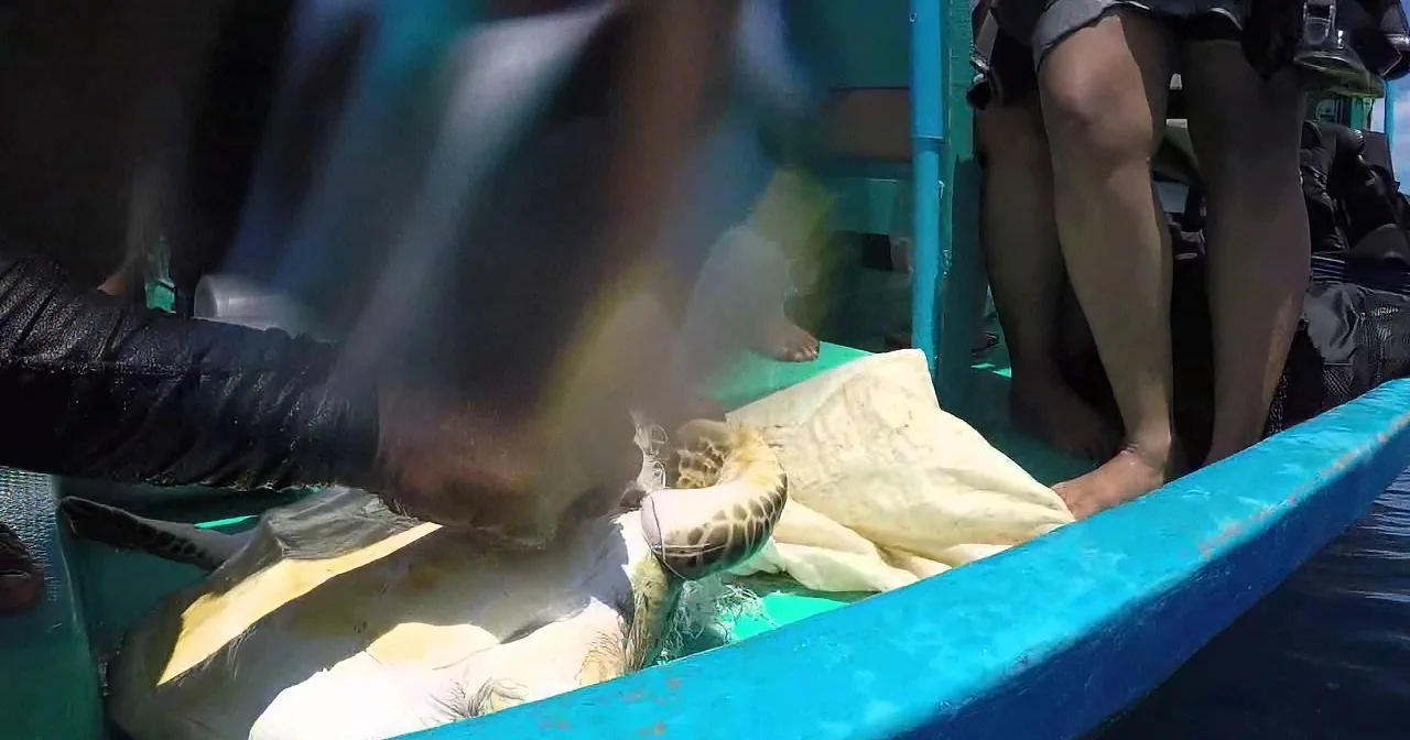 A turtle being released into the water, wrapped in a cloth, with people standing nearby on a boat.