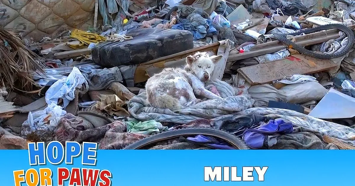 A dog sits amidst a chaotic pile of trash, surrounded by discarded items and debris.