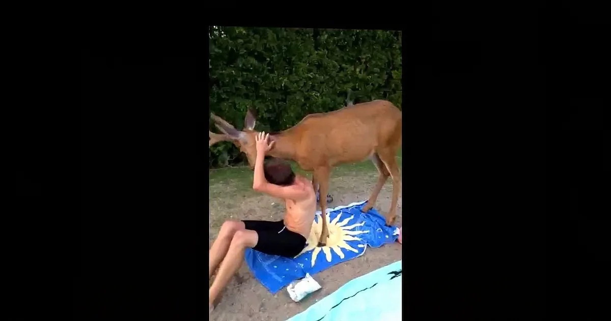 He Sat Down on His Towel to Relax, When a Deer Came up to Him
