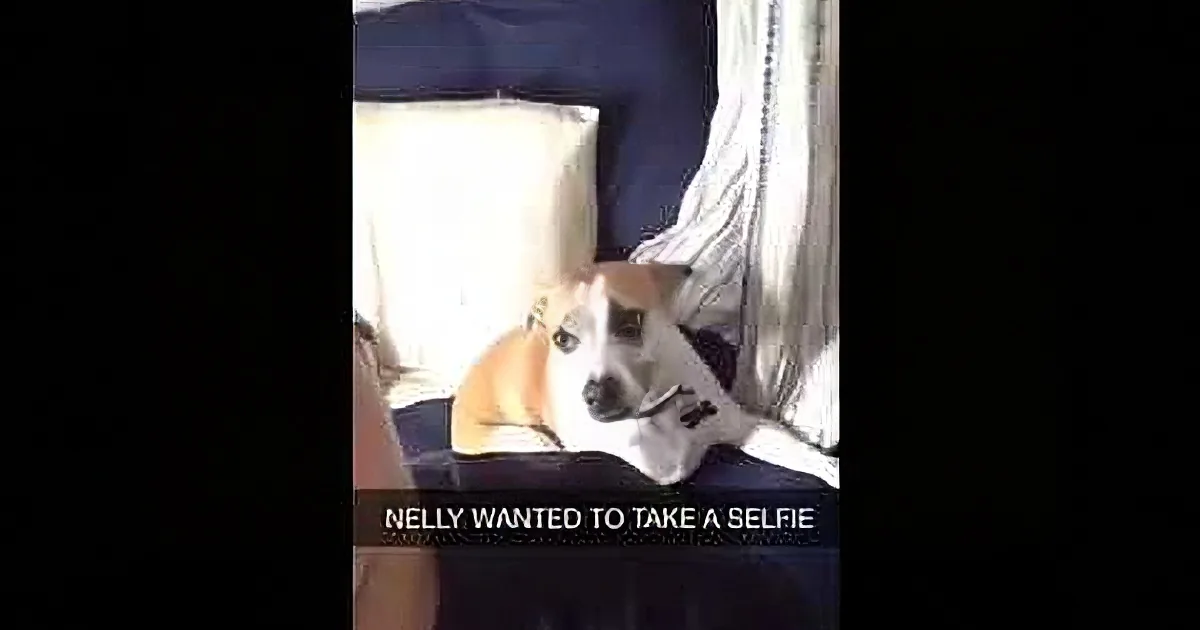 A dog sits on a bed, looking at the camera, with text overlay saying "Nelly wanted to take a selfie."