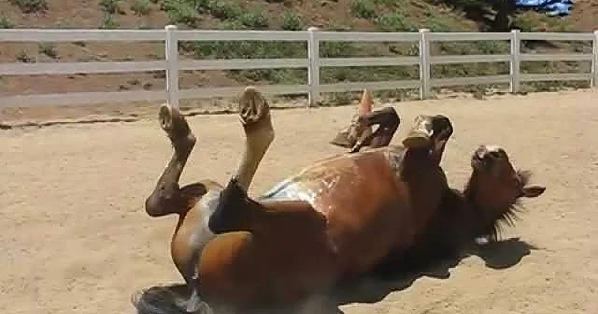 A horse is rolling on its back in a sandy area, with its legs in the air and a smaller inset image showing the horse's head.