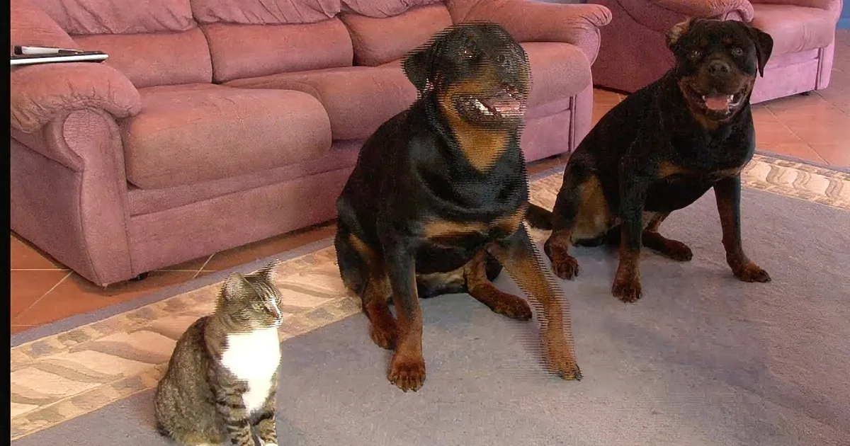 Two Rottweilers and a cat sit on a carpet in front of a pink couch.