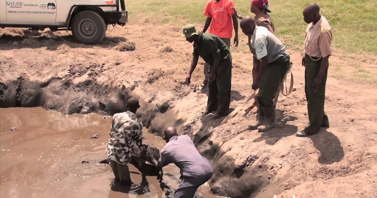 A group of people, including rangers, are working together to rescue an elephant calf from a muddy pit.