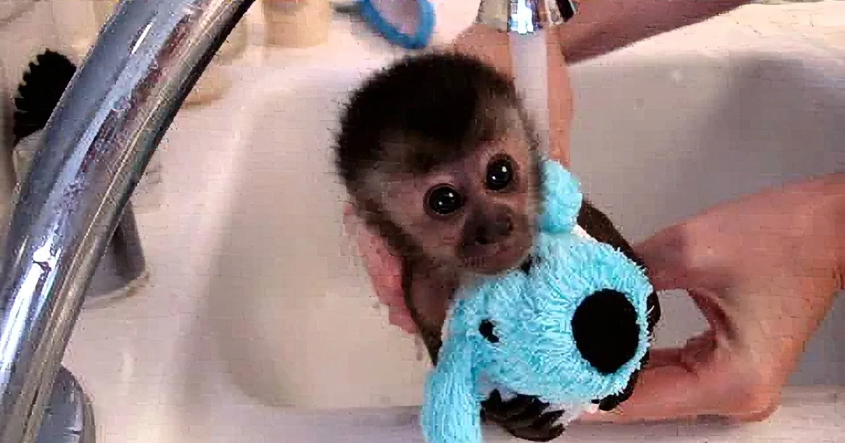 A baby monkey wearing a blue cow-patterned outfit is being washed in a sink.