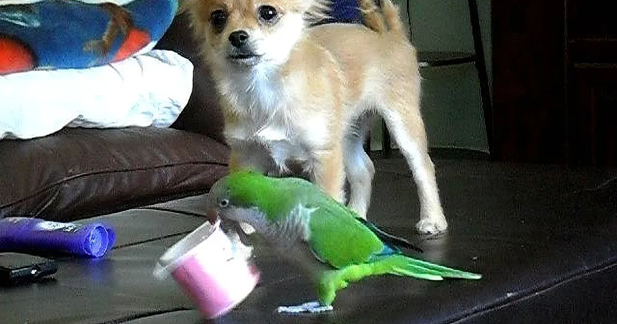 A small dog stands near a green parrot perched on a pink cup, both on a dark surface.