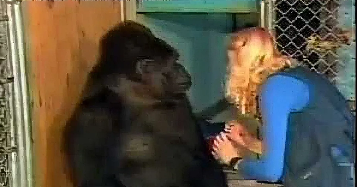 A gorilla and a person are interacting in a zoo enclosure.