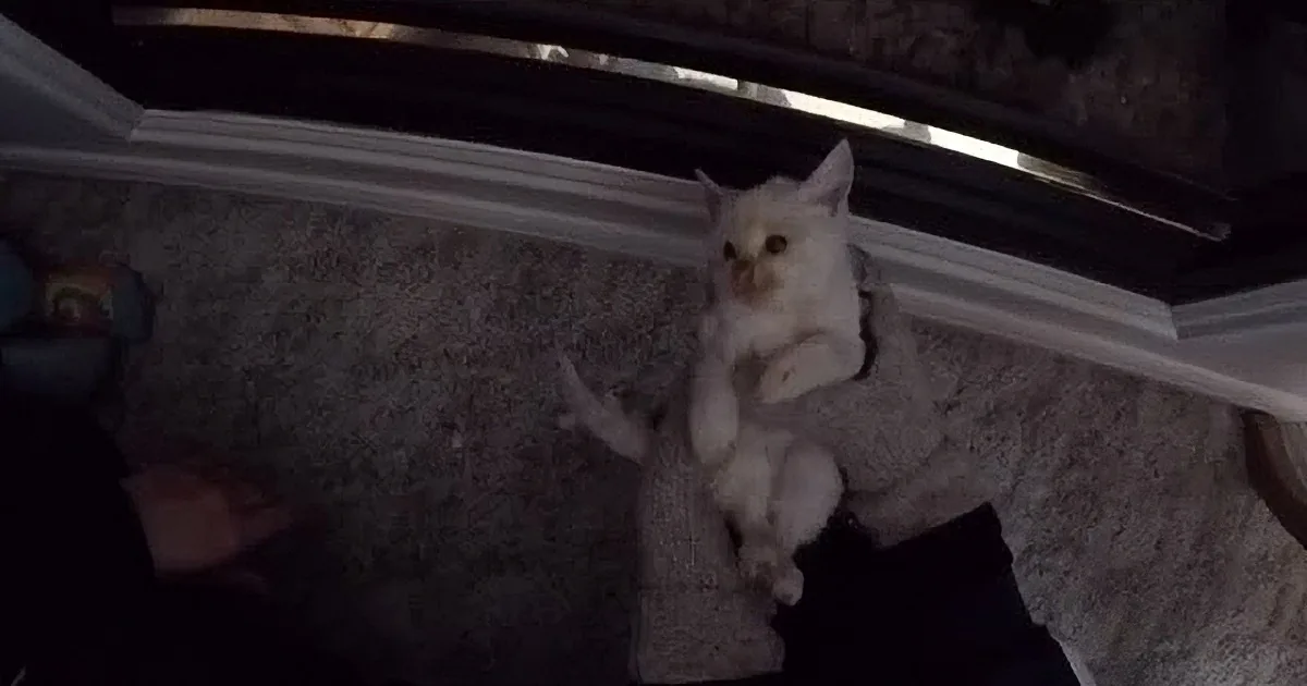 A white cat sits on a white plastic chair, looking up with a curious expression.