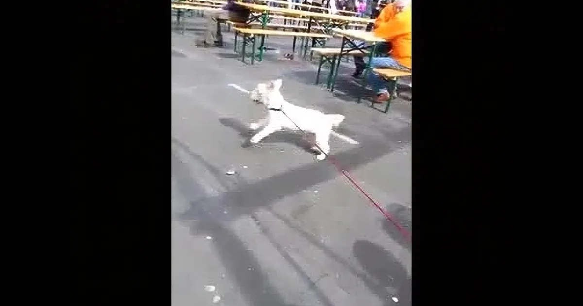 A white dog on a leash runs energetically across a paved area, casting a shadow.