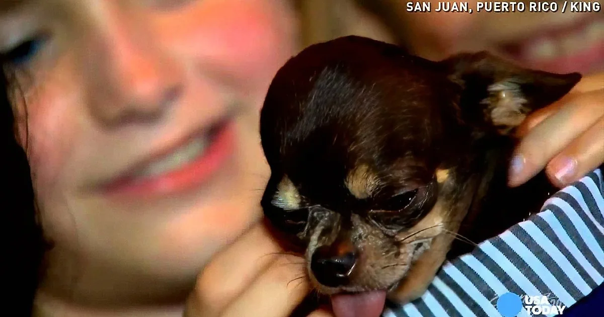 A small, dark-furred puppy is being held gently by someone, with a striped shirt visible in the background.