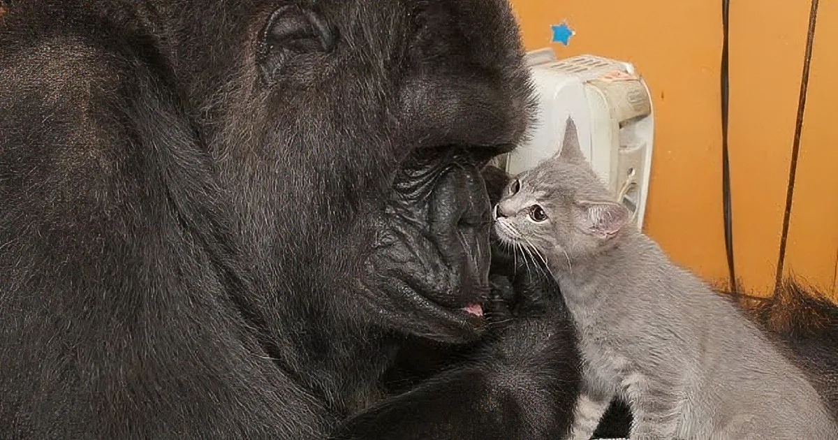 A gorilla and a cat are interacting closely, with the cat appearing curious and the gorilla showing a gentle demeanor.
