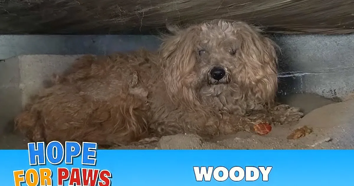 A fluffy, light-colored dog being groomed by a person near a wooden structure.