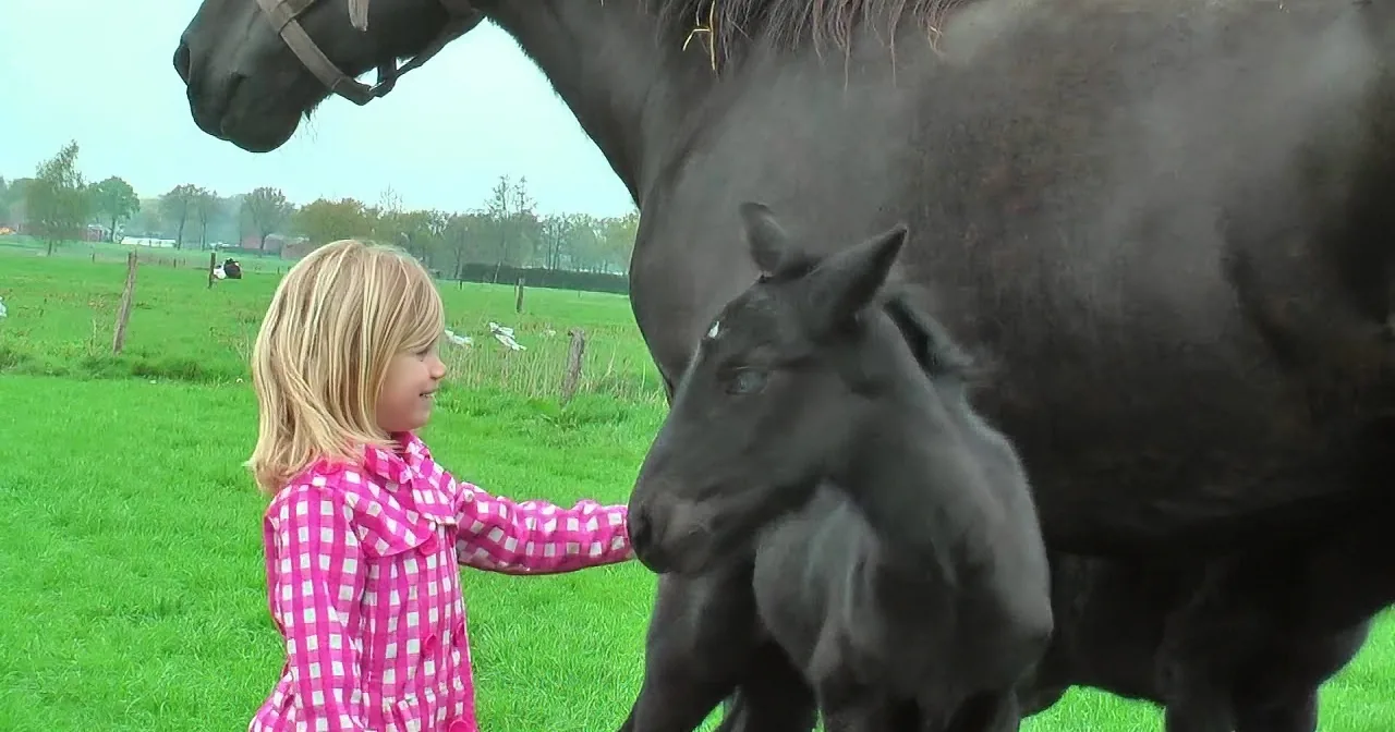 A young girl in a pink checkered dress interacts with a black foal and its mother in a grassy field.