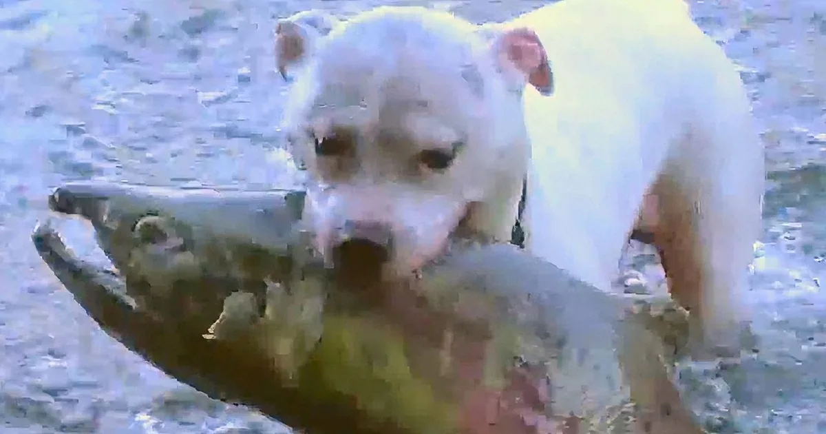 A white dog with a pink nose is standing on a tree branch in a snowy environment.