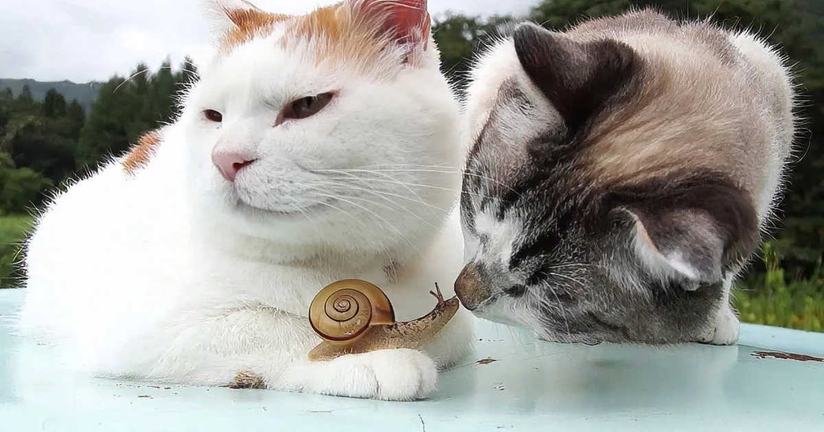 Two cats, one white and one gray, are interacting with a snail on a table outdoors.