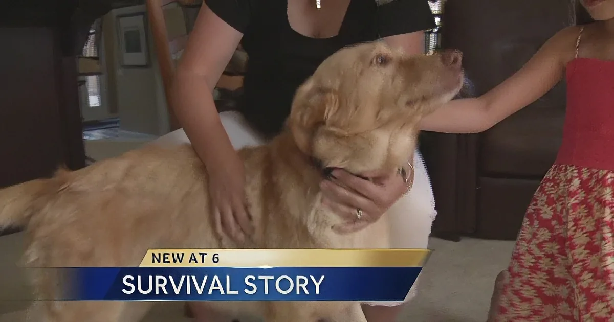 A golden retriever is being petted by two people, with a "Survival Story" banner at the bottom.
