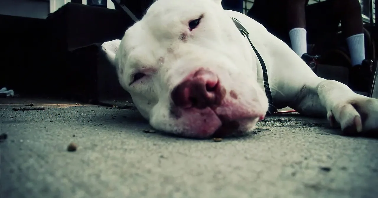 Neglected Pit Bull Beat the Odds to Make a Stunning Transformation