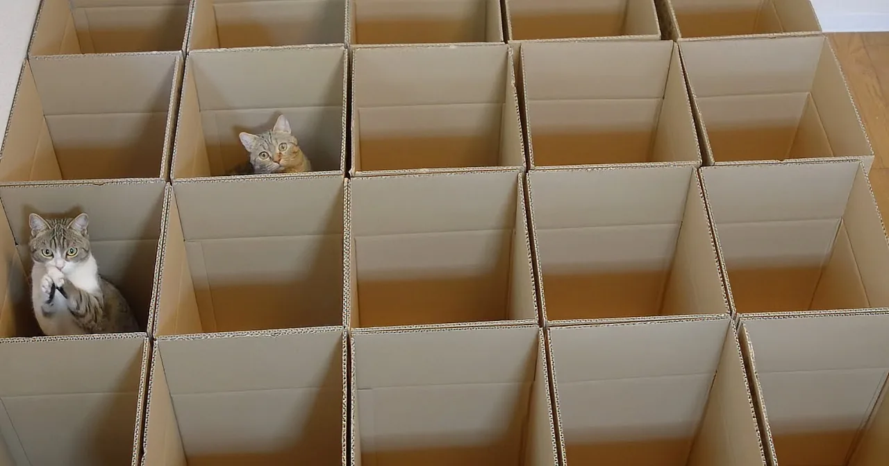 Three cats peek out from within a large, multi-compartment cardboard box structure.