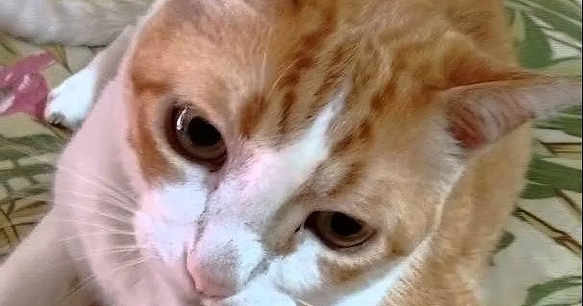 A close-up of a ginger and white cat with a concerned expression, lying on a patterned surface.