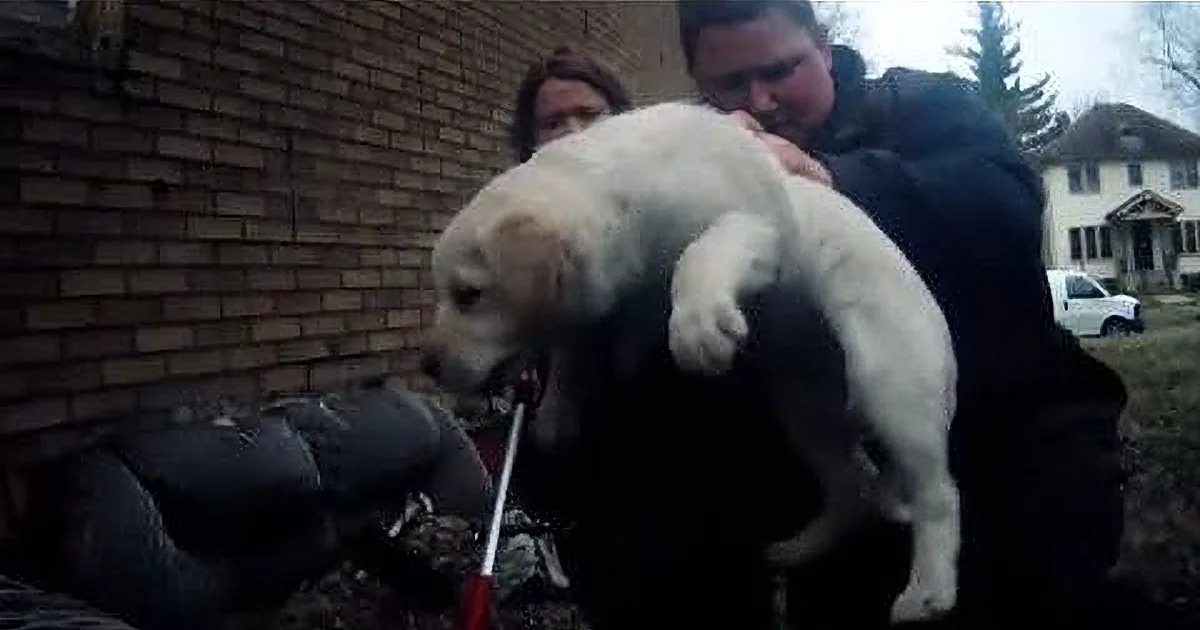 A man holds a large white dog while another person assists, near a brick wall and a parked car.