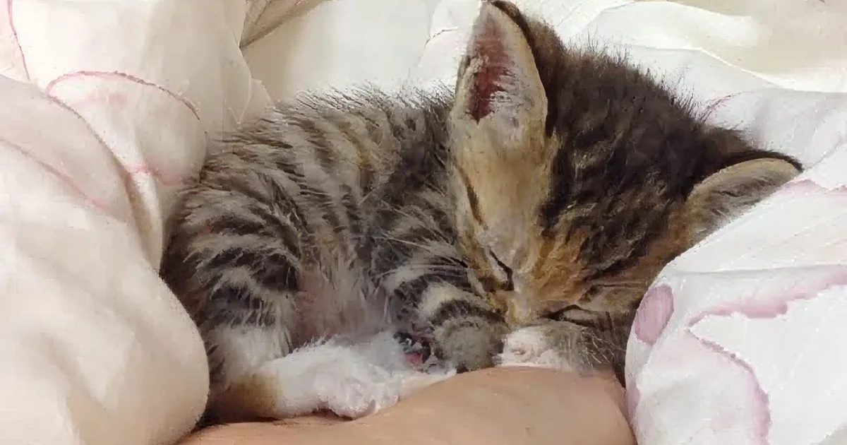A small, striped kitten is sleeping peacefully on a soft, pink blanket.