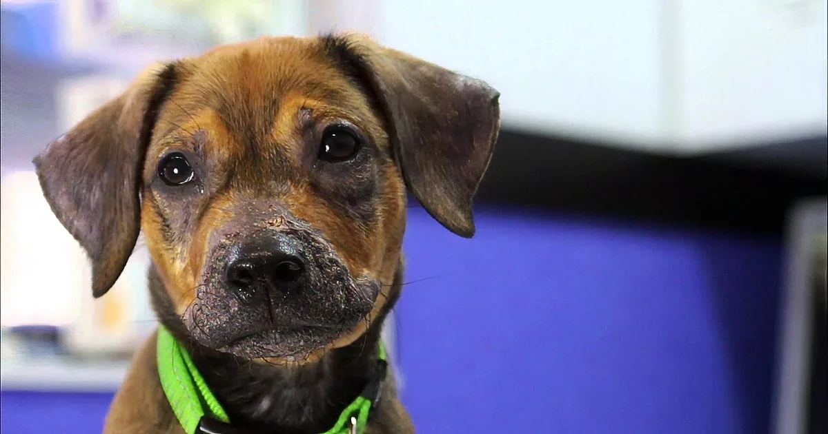 Puppy Suffering From a Rare Disease Makes a Miraculous Recovery