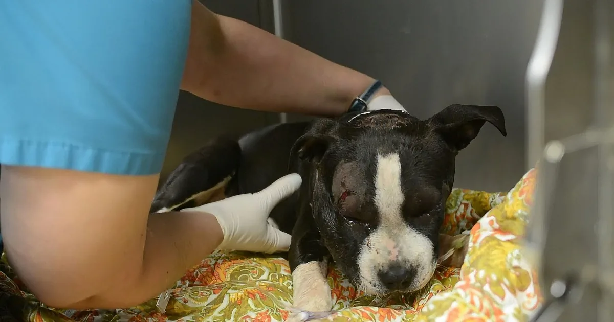 A black and white dog with a bandaged head is being examined by a person in blue scrubs and white gloves.
