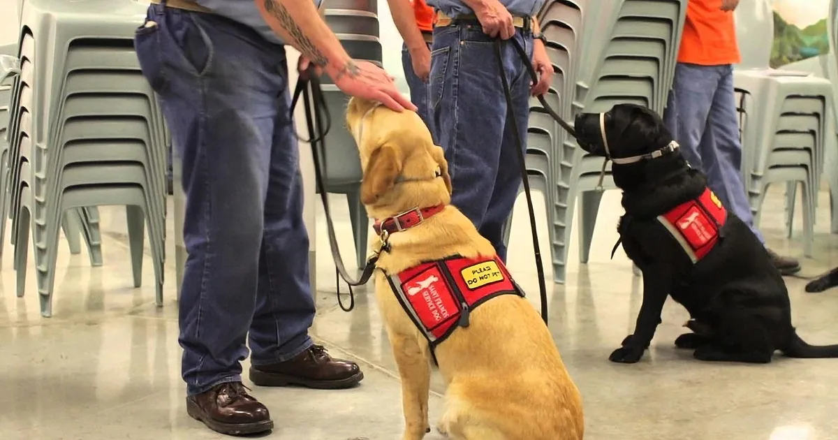 A person pets a yellow service dog wearing a vest, while another black dog sits nearby.