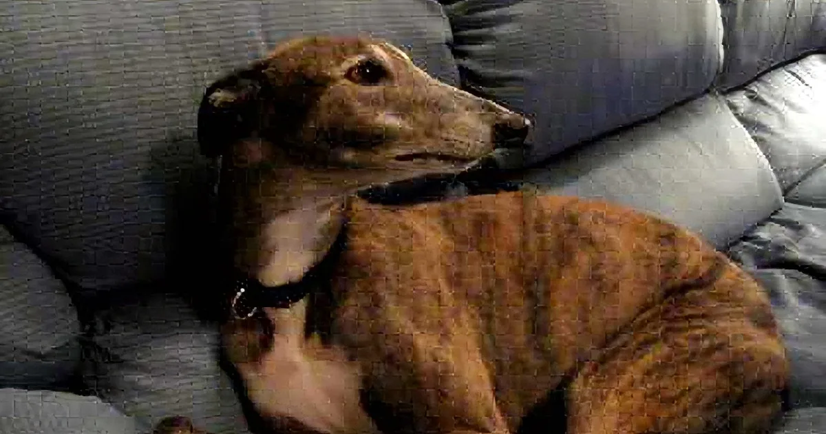 Dog Sings Along to Video Game Theme Song
