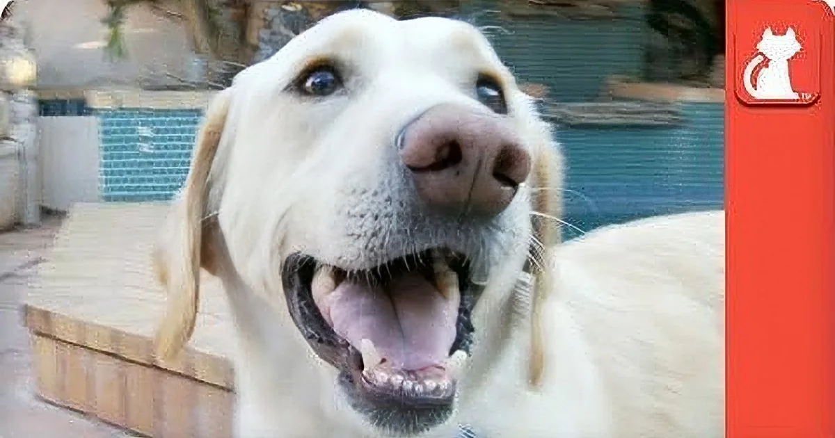 A happy, light-colored dog with its tongue out, looking directly at the camera.
