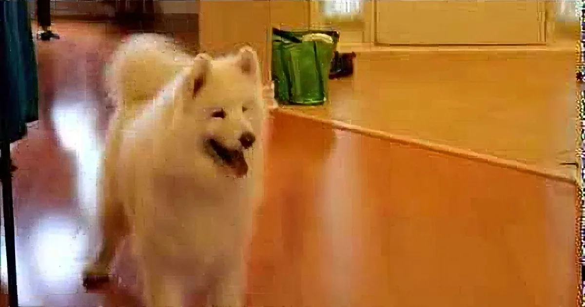 A fluffy white dog stands on a wooden floor, looking to the side with a curious expression.