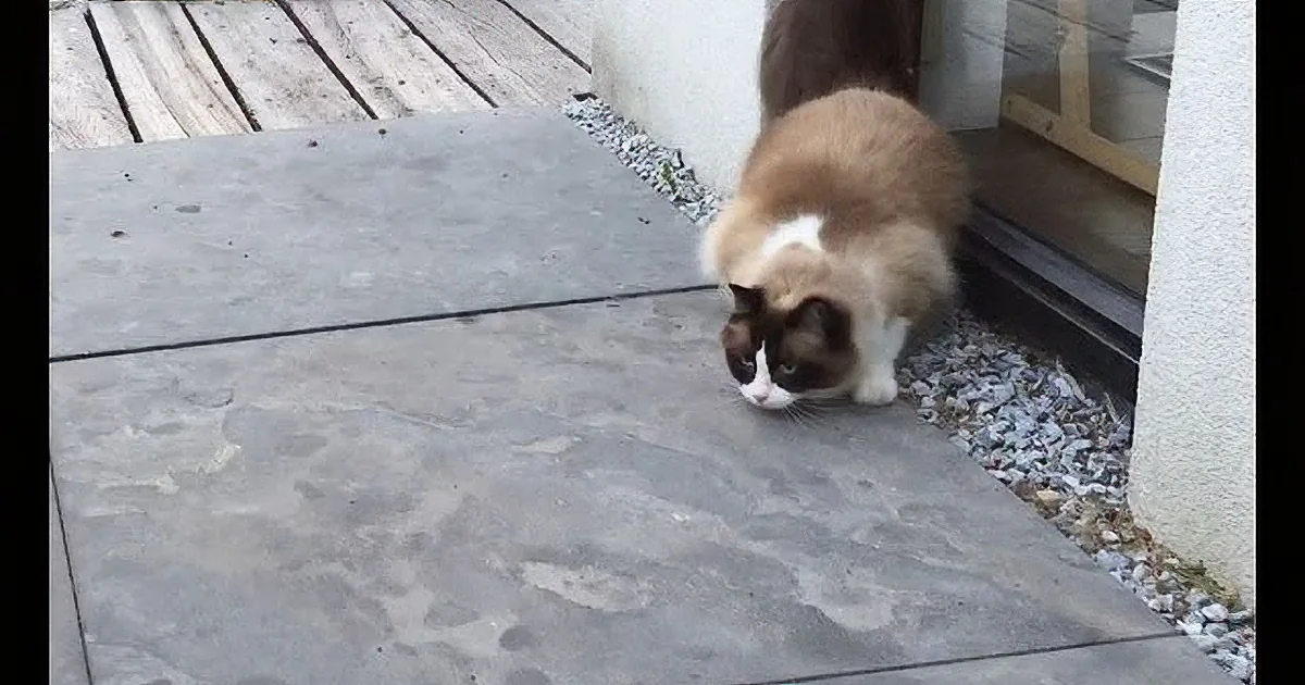 A cat with a white and brown coat stands on a stone patio near a door.