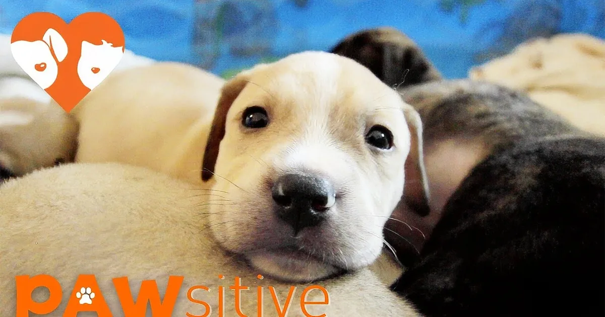 A light brown puppy with a white muzzle lies on a blue surface, surrounded by other puppies.
