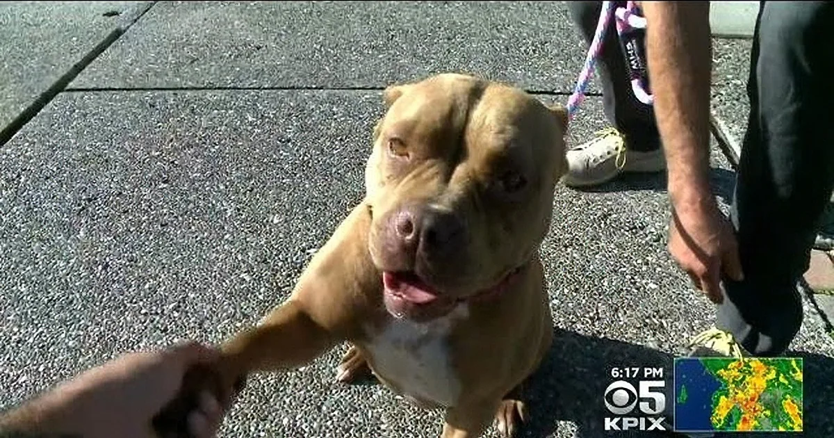 Dog Swims to Shore After Boat Sinks, and Finds Owner at Church