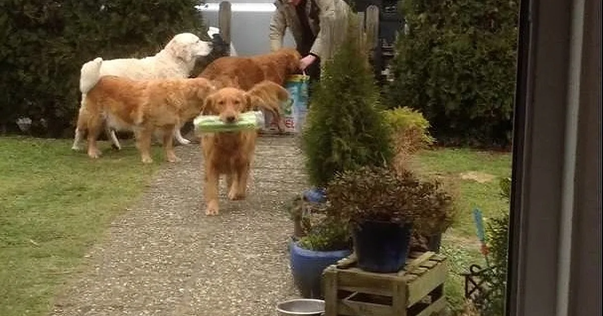 Golden retriever carrying a frisbee in its mouth walks down a gravel path.