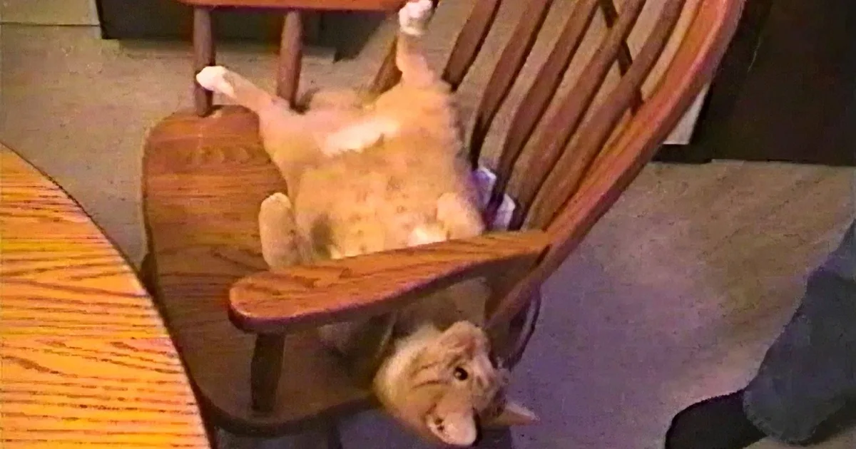 An orange tabby kitten is playfully climbing up a wooden chair, with its paws reaching for the seat.
