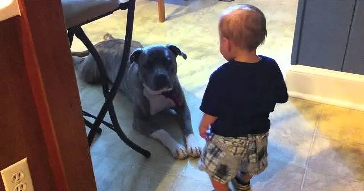 A child stands facing a large dog lying on the floor, both in a kitchen setting.