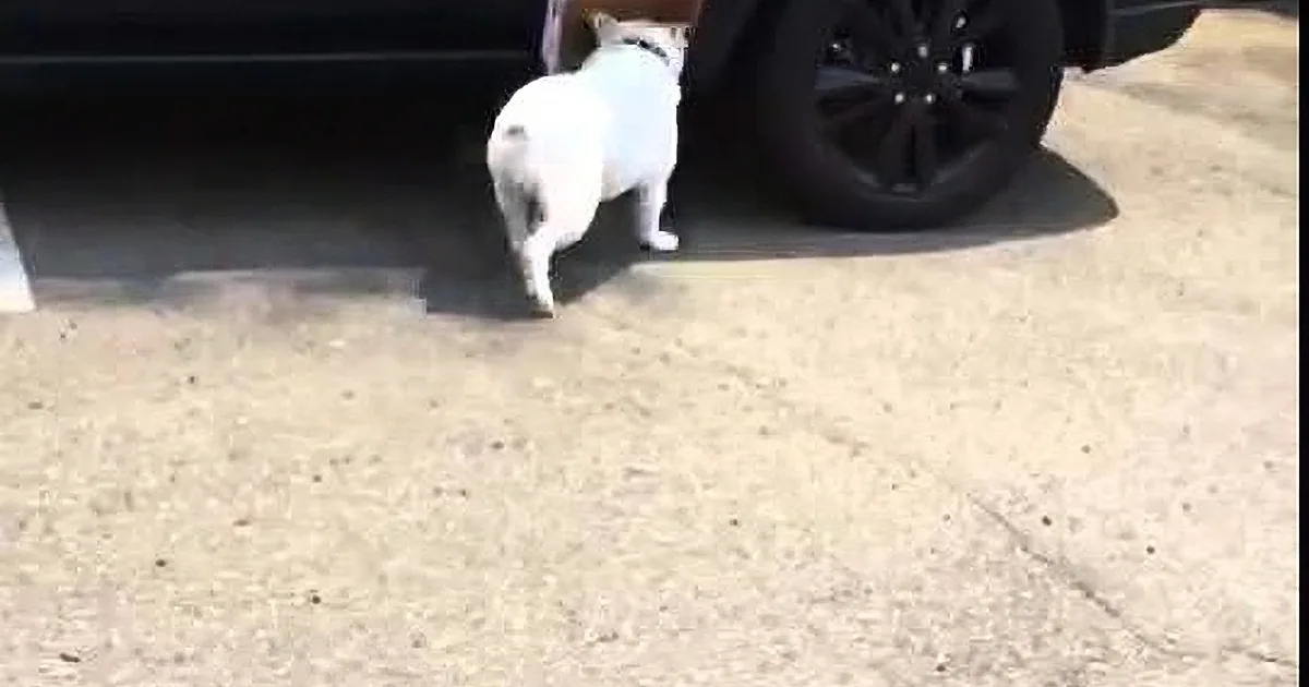 A white dog with a red collar stands near a black car tire on a concrete surface.