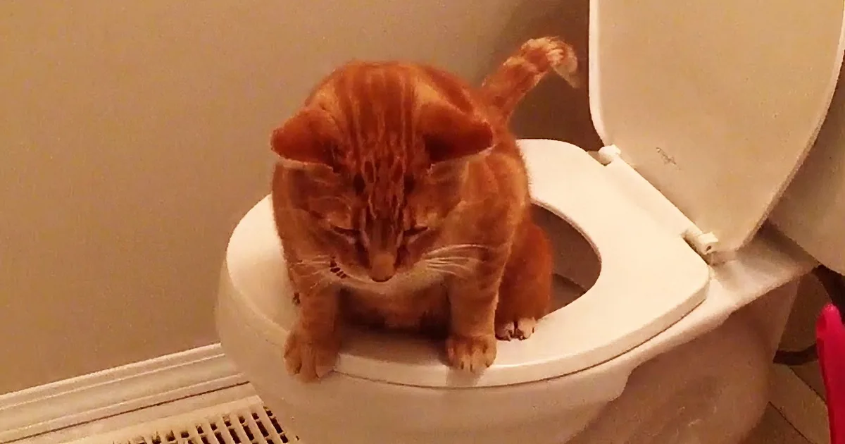 An orange tabby cat sits on a toilet bowl, appearing to drink from it.