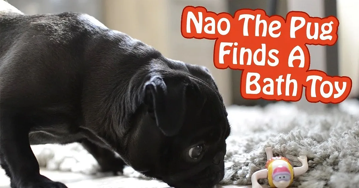 Nao the Pug Is Scared of the Swimming Bathtub Toy She Found