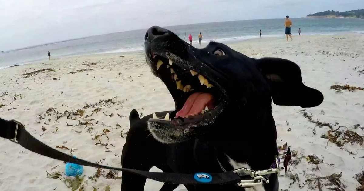 A black dog with its mouth open, tongue out, and leash in its mouth, on a sandy beach with people in the background.