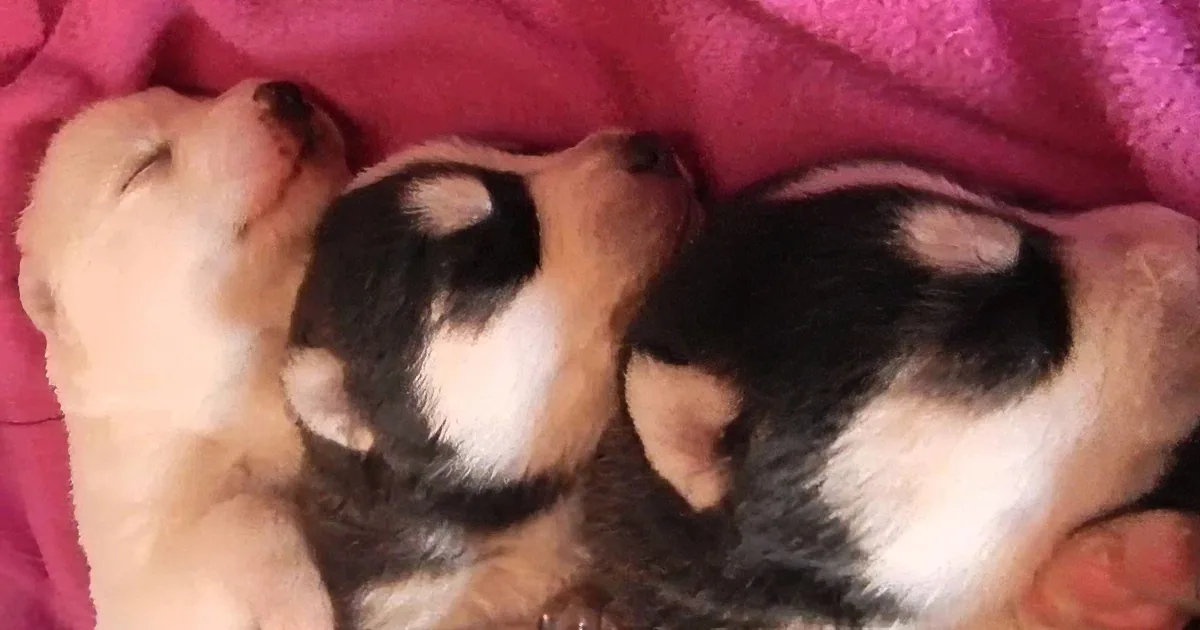 Three adorable puppies snuggled together under a pink blanket, appearing very cozy and content.