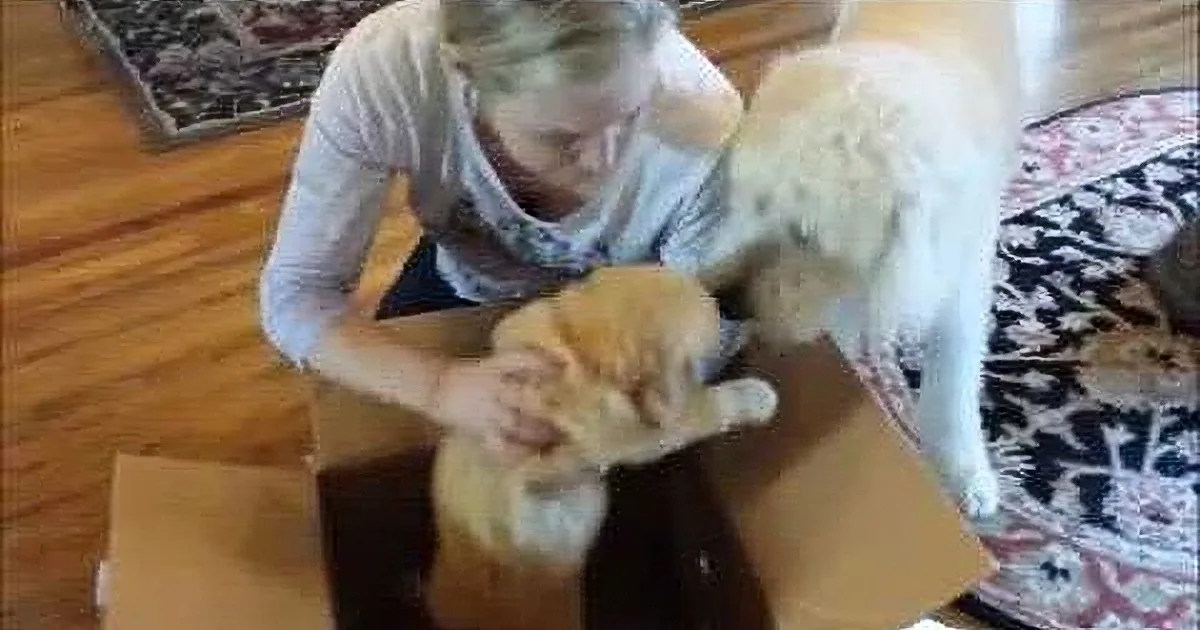 A woman pets a ginger cat while a golden retriever stands nearby on a patterned rug.
