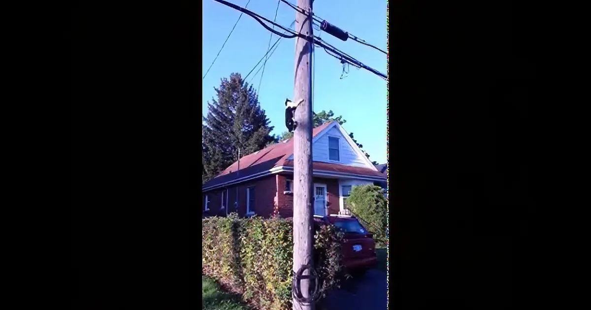 A raccoon is perched on a utility pole near a red-brick house with a white trim.