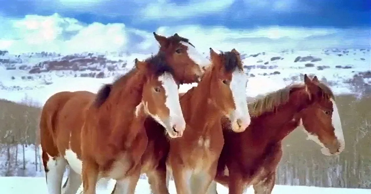 Four brown horses with white markings stand in a snowy landscape under a partly cloudy sky.