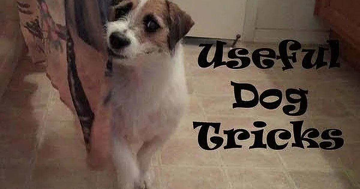 A small dog with a white and brown coat stands on a tiled floor, looking up.