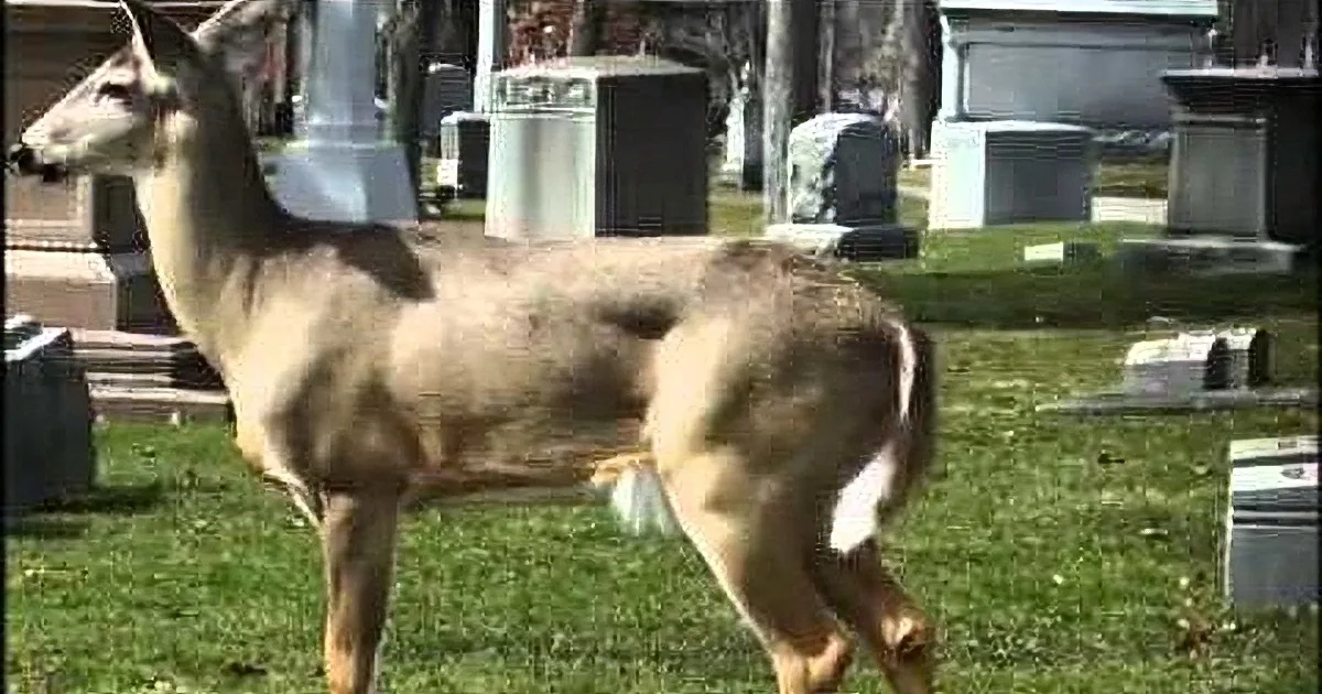 A deer stands amidst tombstones in a cemetery, surrounded by green grass.