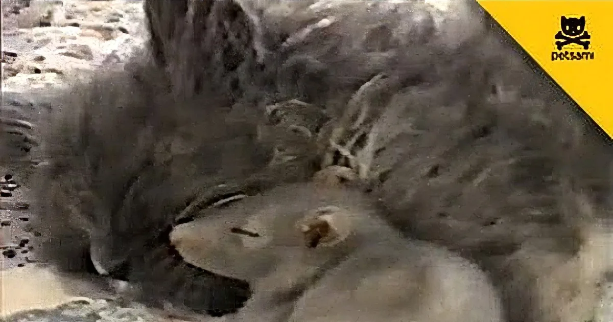 A fluffy gray cat is curled up and sleeping peacefully on a patterned surface.